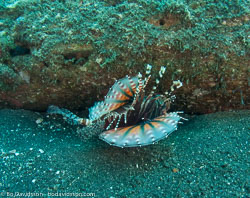 BD-090926-Lembeh-9264093-Dendrochirus-zebra-(Cuvier.-1829)-[Zebra-turkeyfish.-Zebradrakfisk].jpg